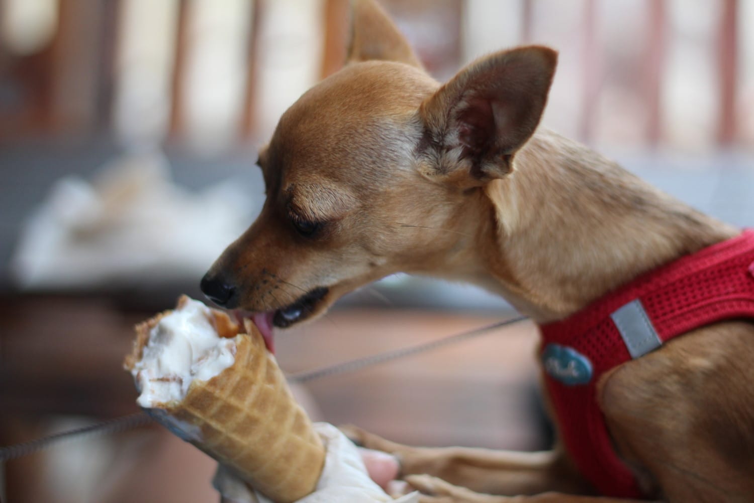 dog ice cream photo