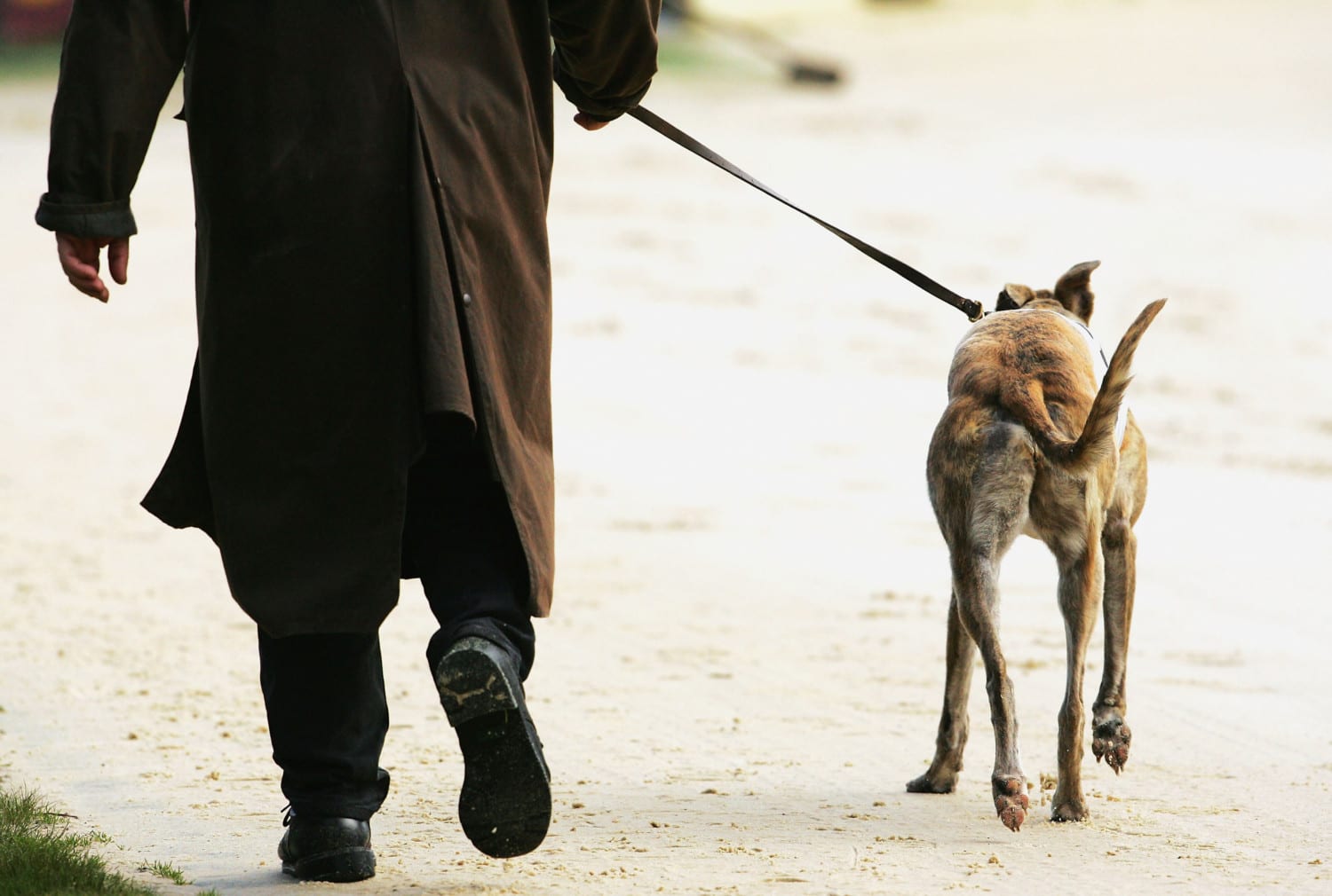greyhound trainer photo