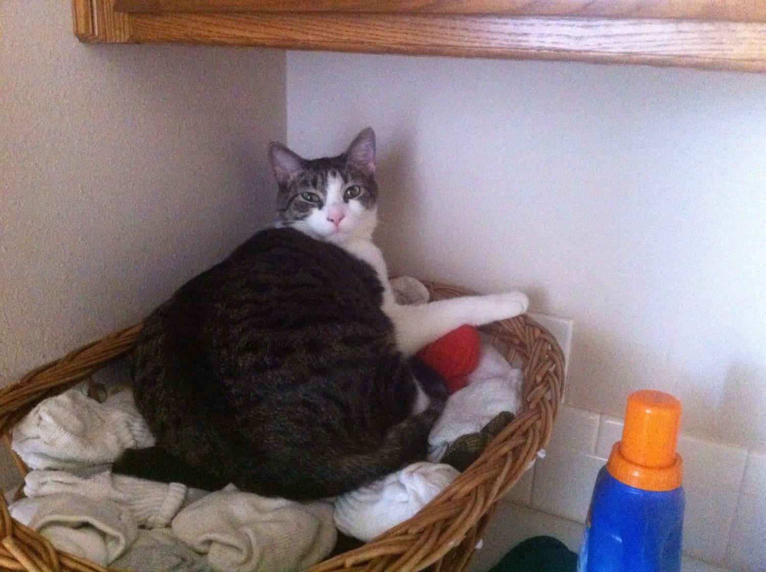 cat laundry photo