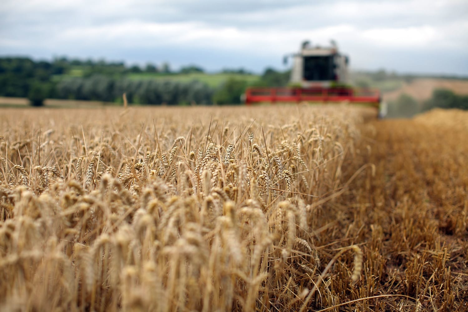 Global Grain Prices Set To Soar Amid Fears Of Wheat Shrotage Due To Drought