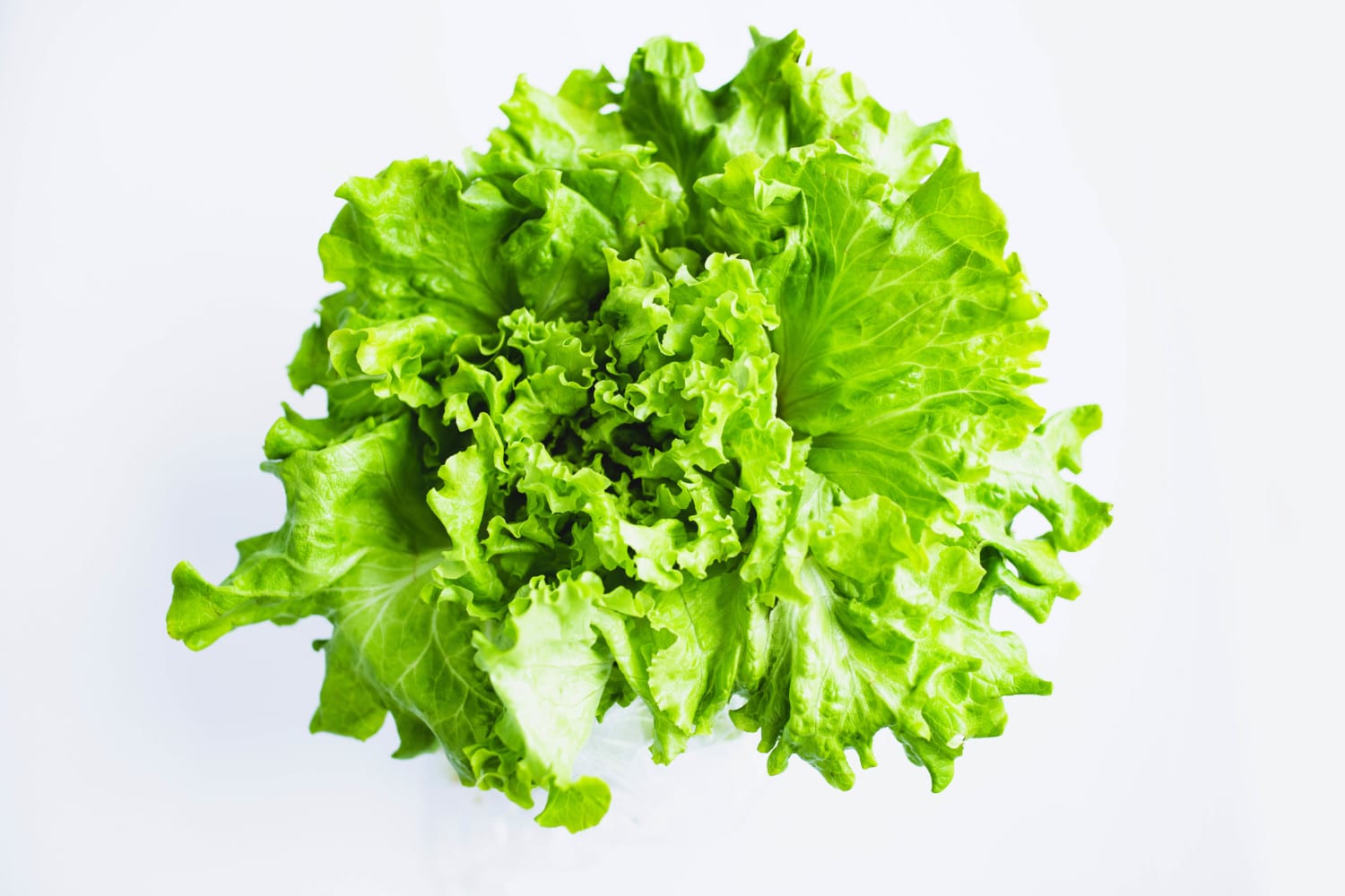 green leaf lettuce photo