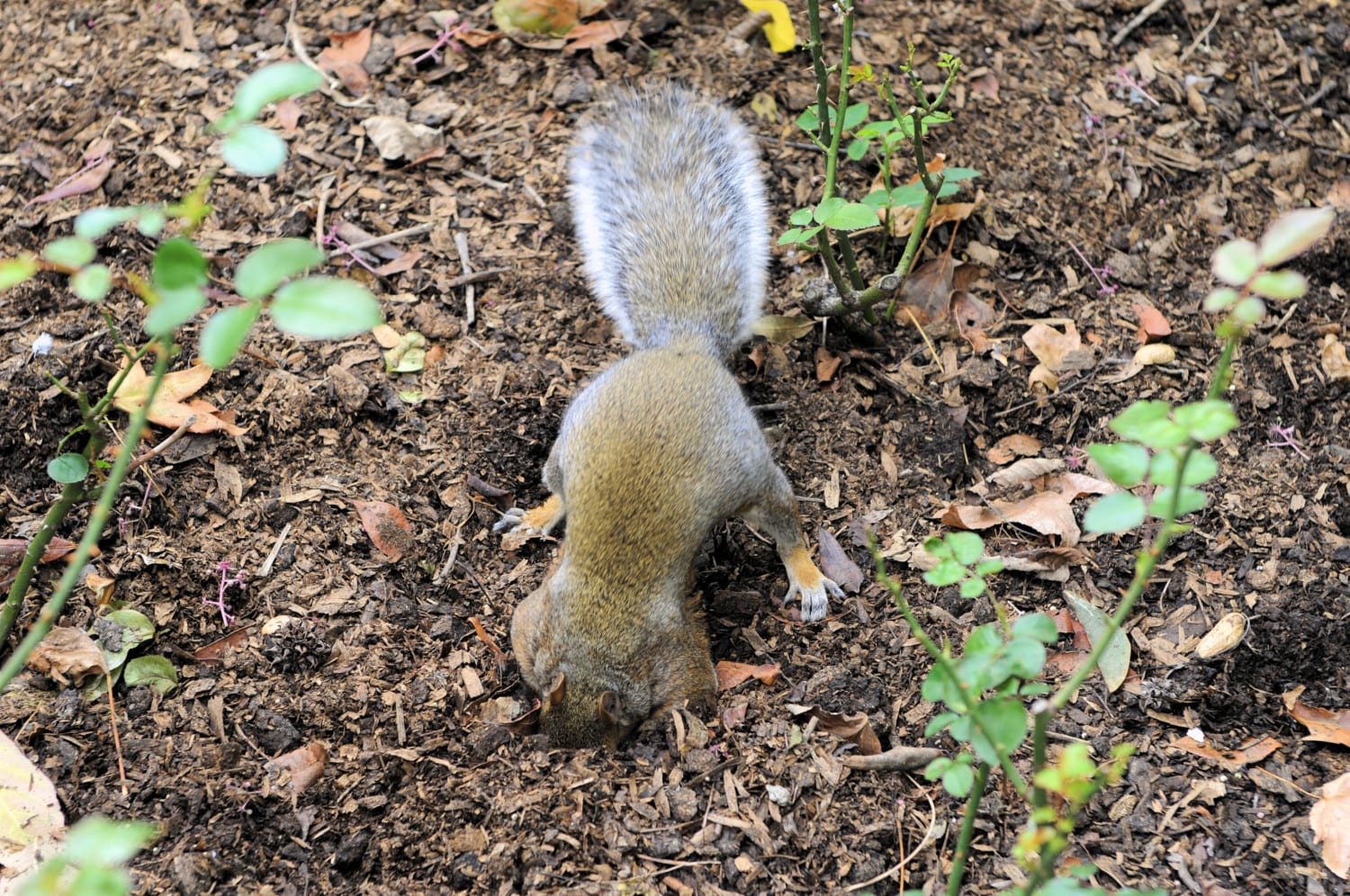squirrel digging photo