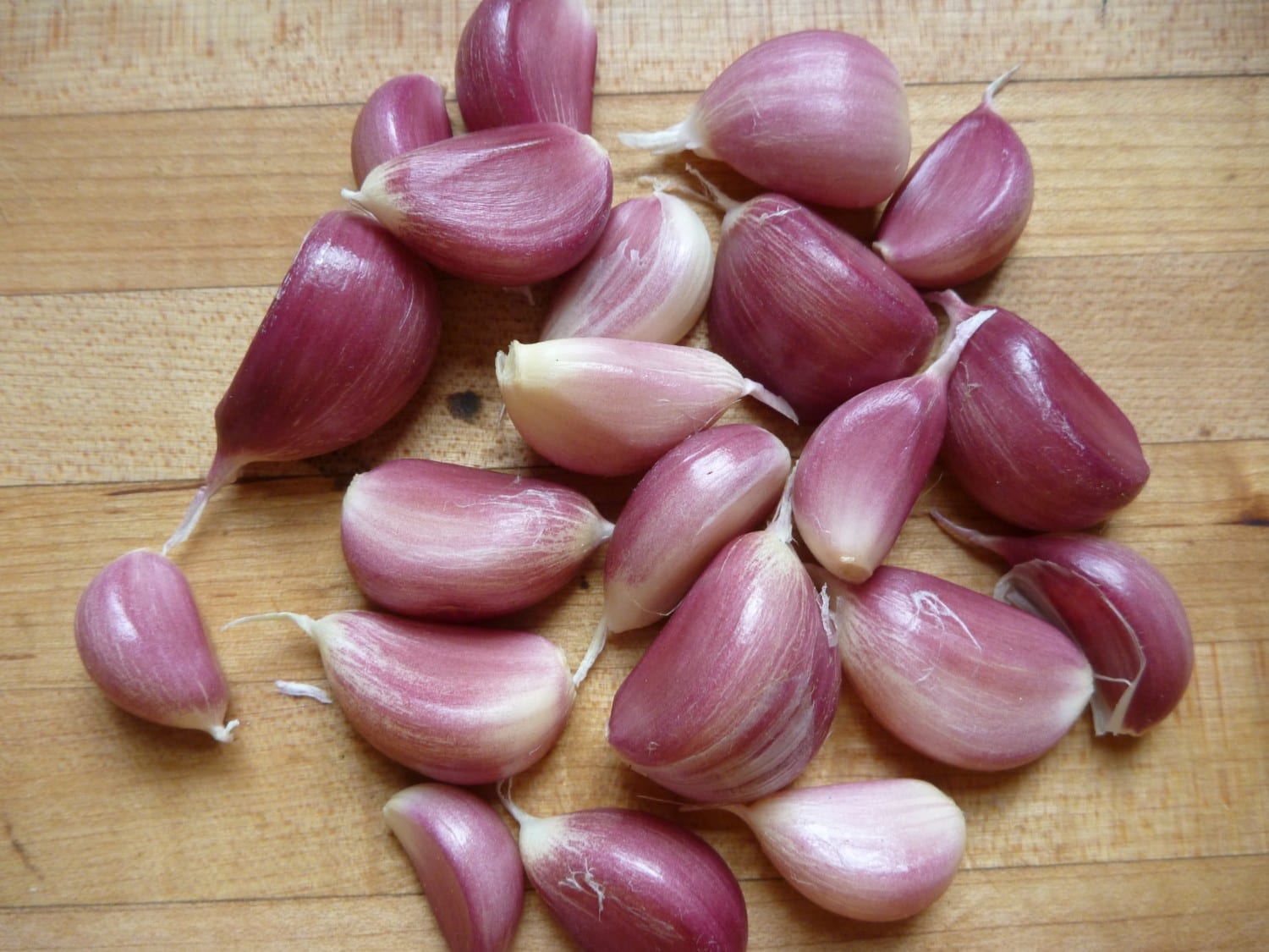 garlic photo