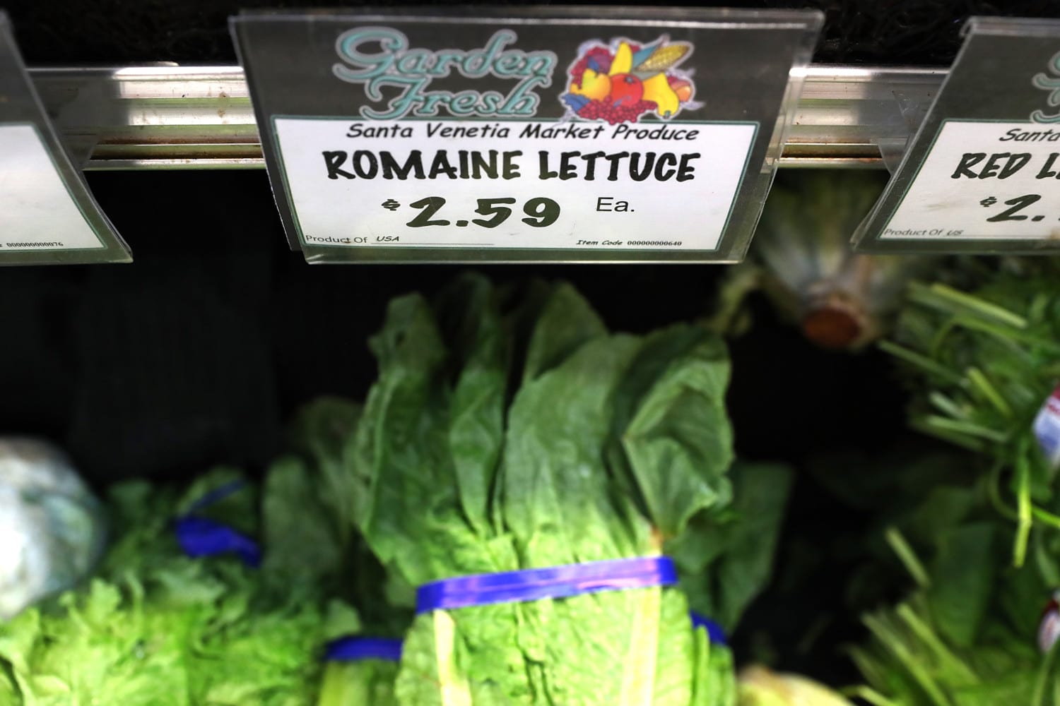 romaine lettuce photo