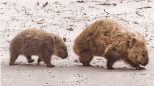 wombats