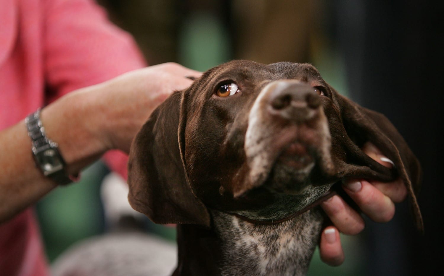 Westminster Dog Show Crowns A New Canine Champion
