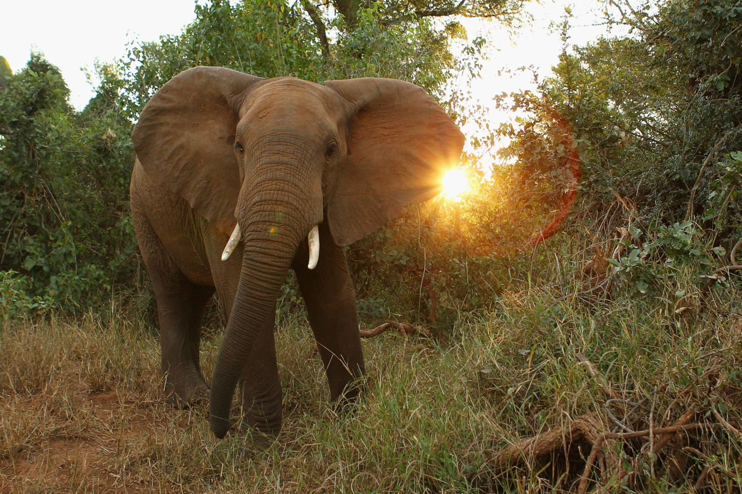 african elephants photo