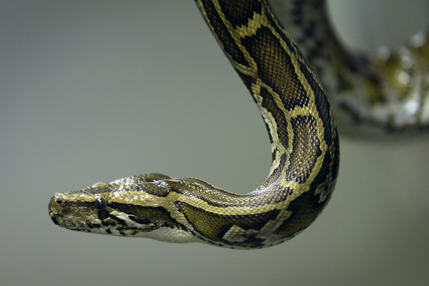 Burmese python photo