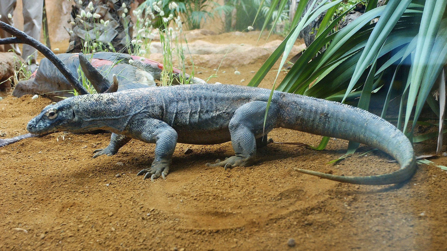 GBR: Komodo Dragons Arrive At London Zoo