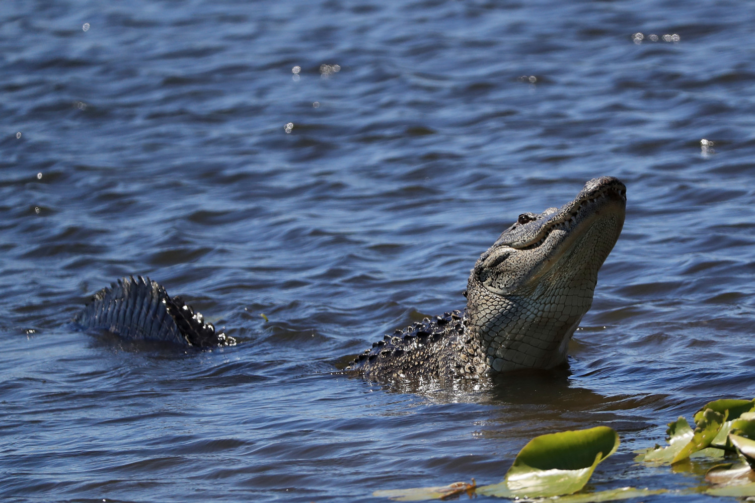florida alligator photo
