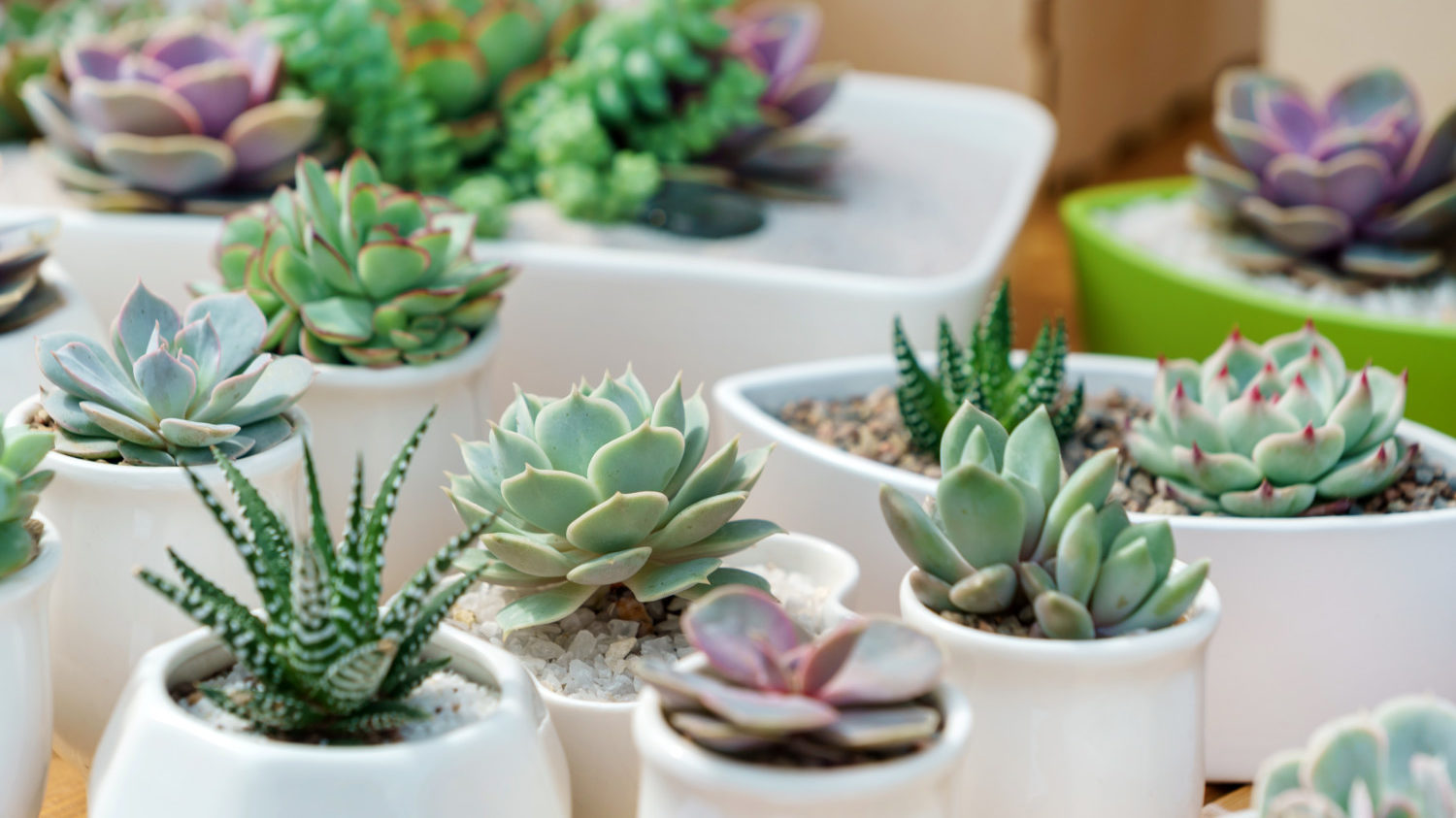 Many small succulents in white pots