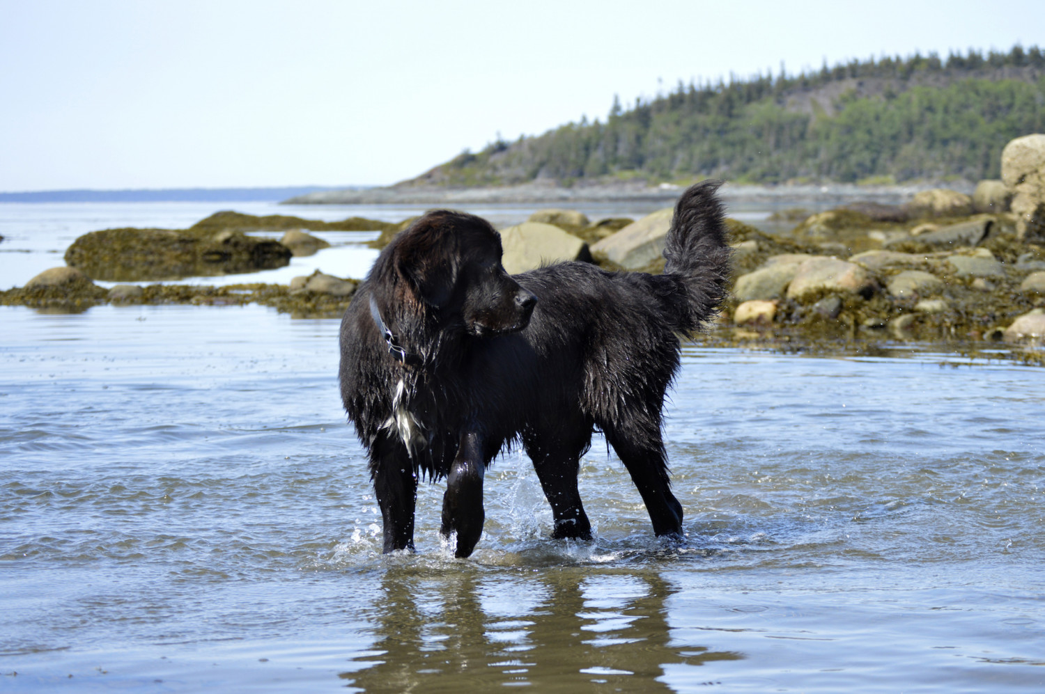 can a newfoundland live in niue