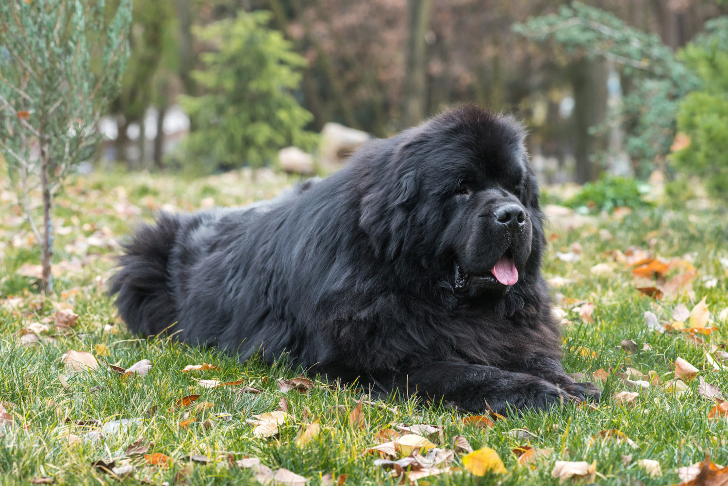 can a newfoundland live in niue