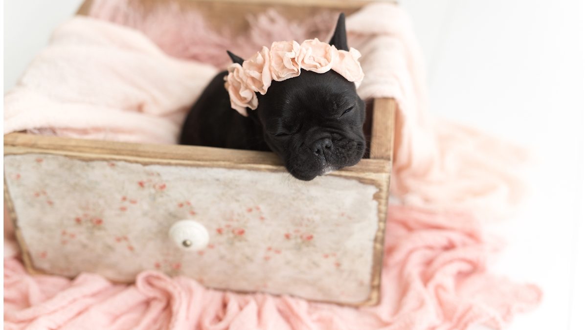This Photo Shoot With A French Bulldog Is Too Cute Simplemost
