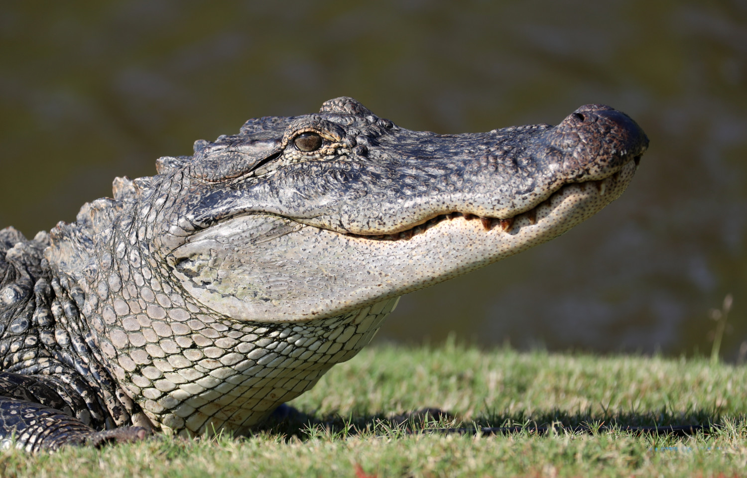 alligator photo