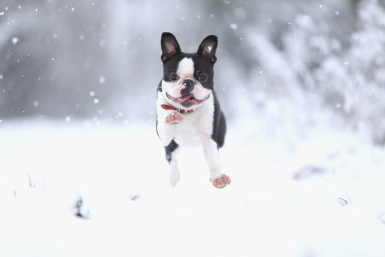 Boston terrier runs in snow