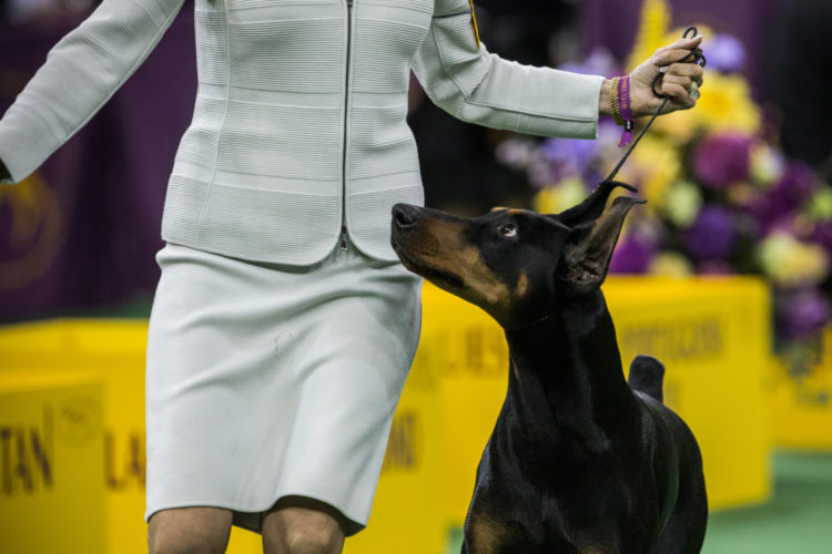Dogs Compete In 139th Westminster Dog Show