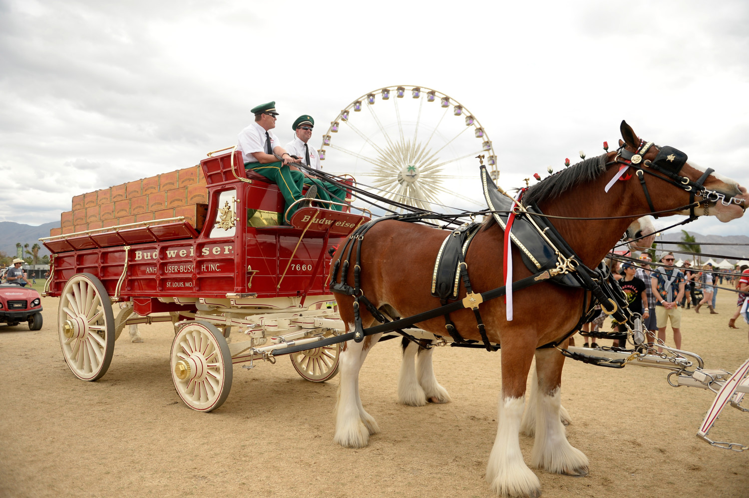 clydesdales photo