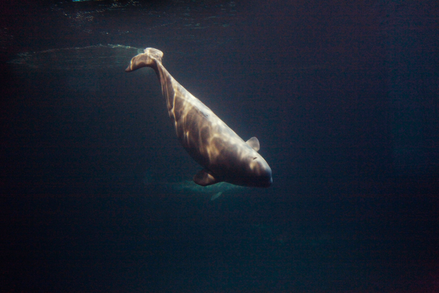beluga whale photo