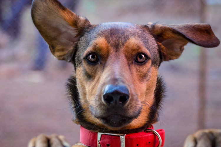 Why You Should Never Cut Your Dog's Tail Or Ears Simplemost
