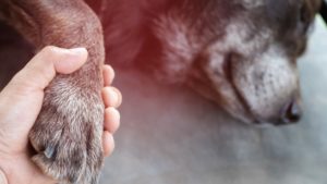 person holding dog's paw