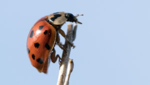 Hot Summer Sees Sharp Rise In Harlequin Ladybird Numbers