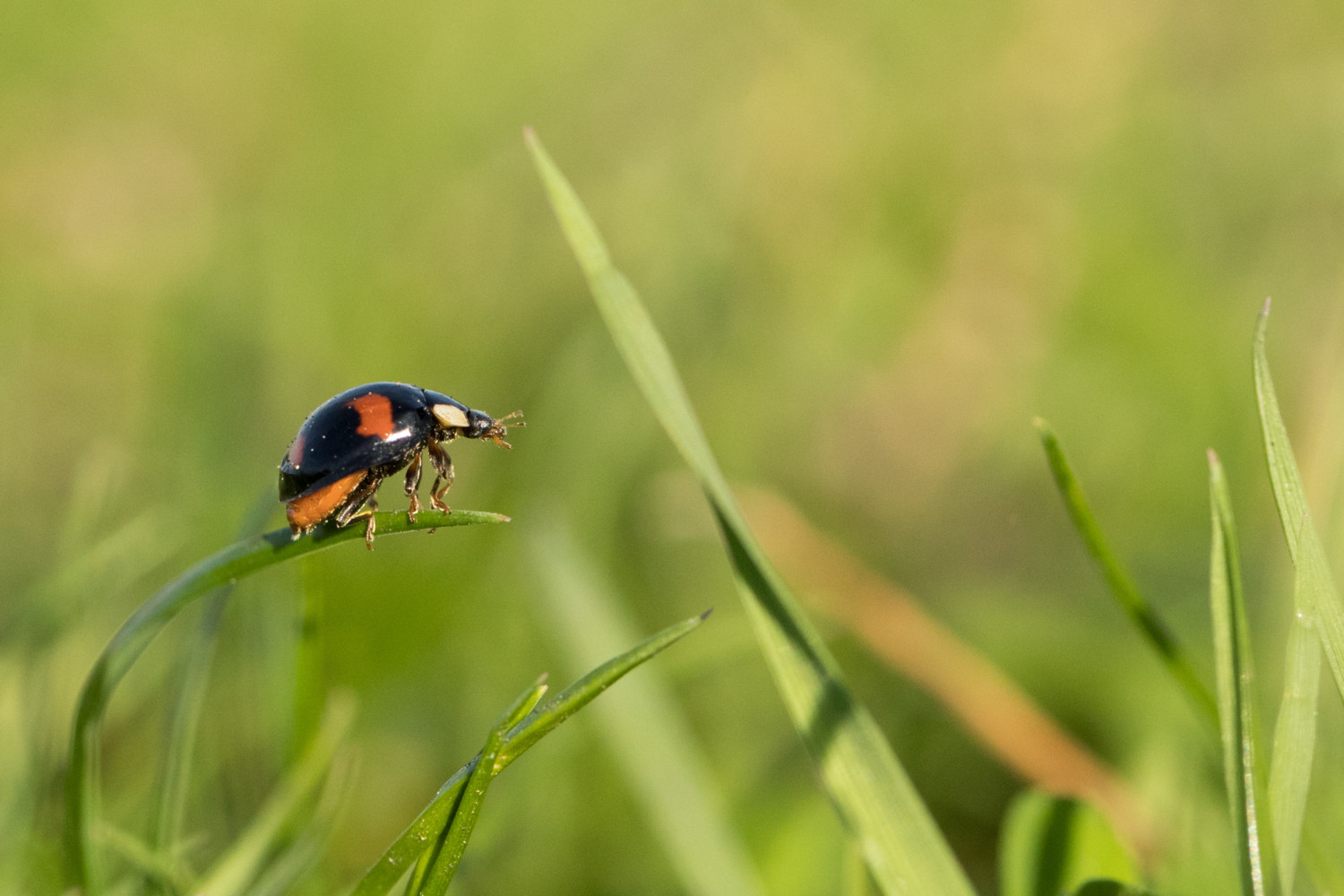 Hot Summer Sees Sharp Rise In Harlequin Ladybird Numbers