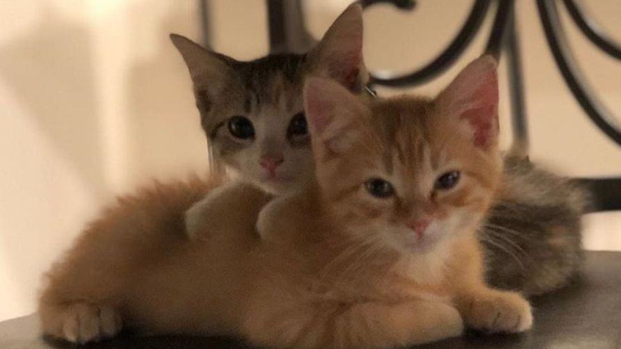 Company Has Office Kittens  Named Debit And Credit Simplemost