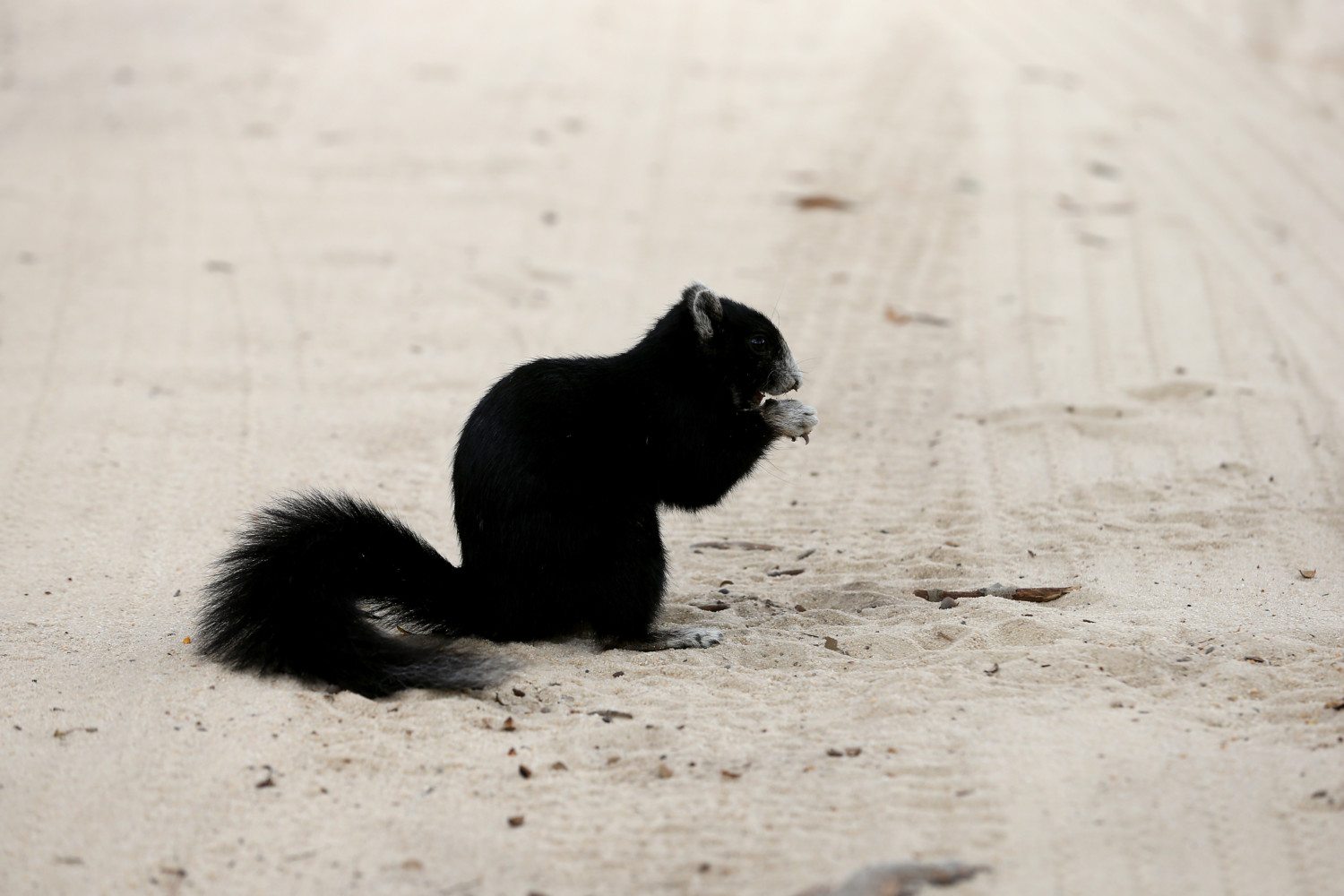 black squirrel photo