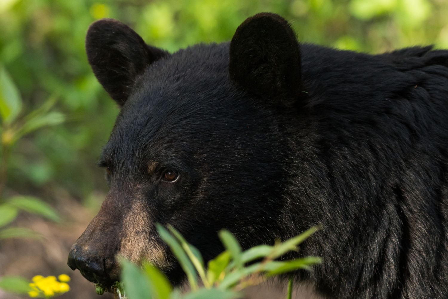 Black Bear Found In Women's Bathroom In Montana Lodge - Simplemost
