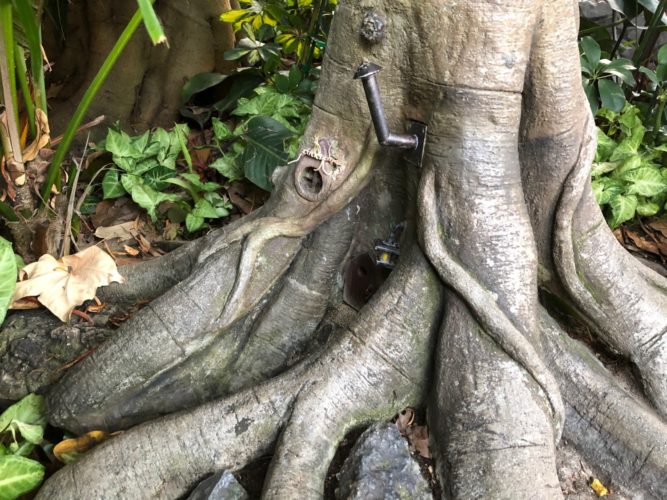 Home of leprechaun Patrick Begorra in tree at Disneyland