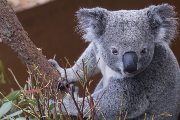 Hasil gambar untuk koala