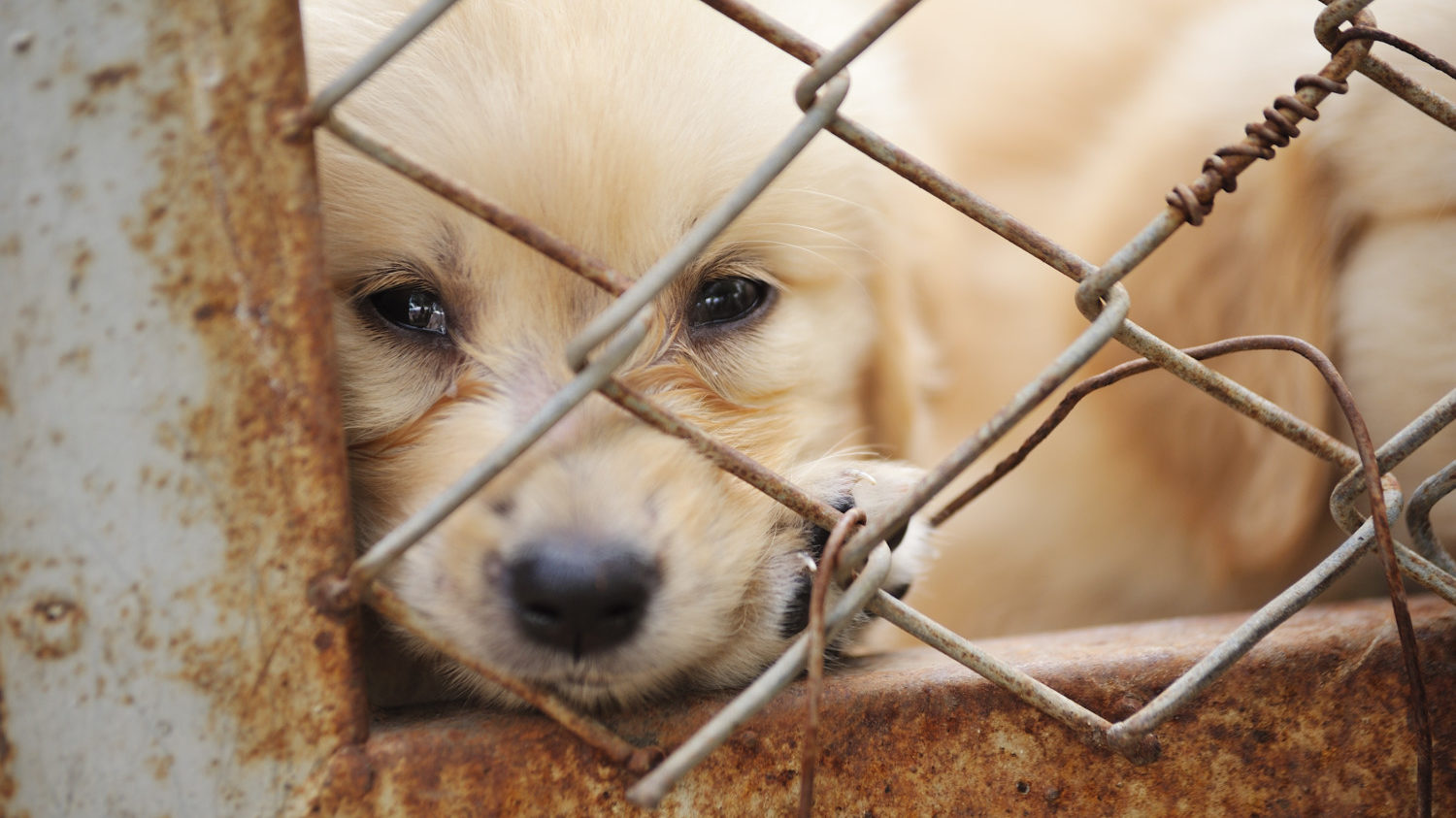 Animal Cruelty Is Now A Federal Felony - Simplemost