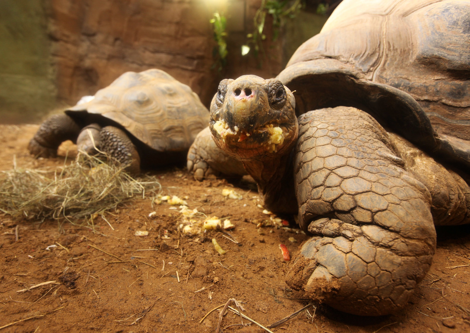 galapagos tortoise photo
