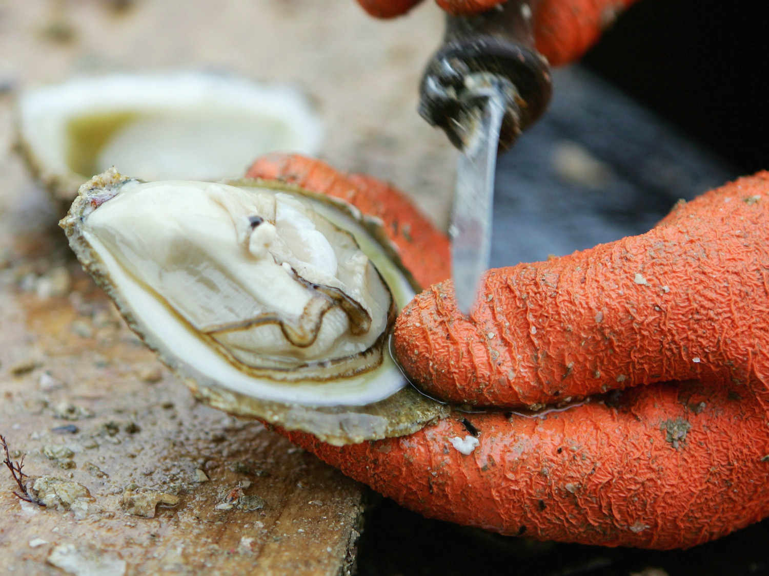 Raw Oysters Are Still Alive When You Eat Them - Simplemost
