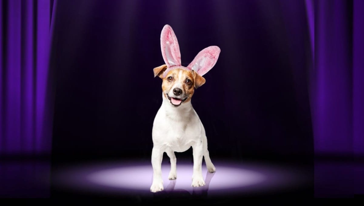 The Cadbury Bunny tryouts are back, is your pet ready ?