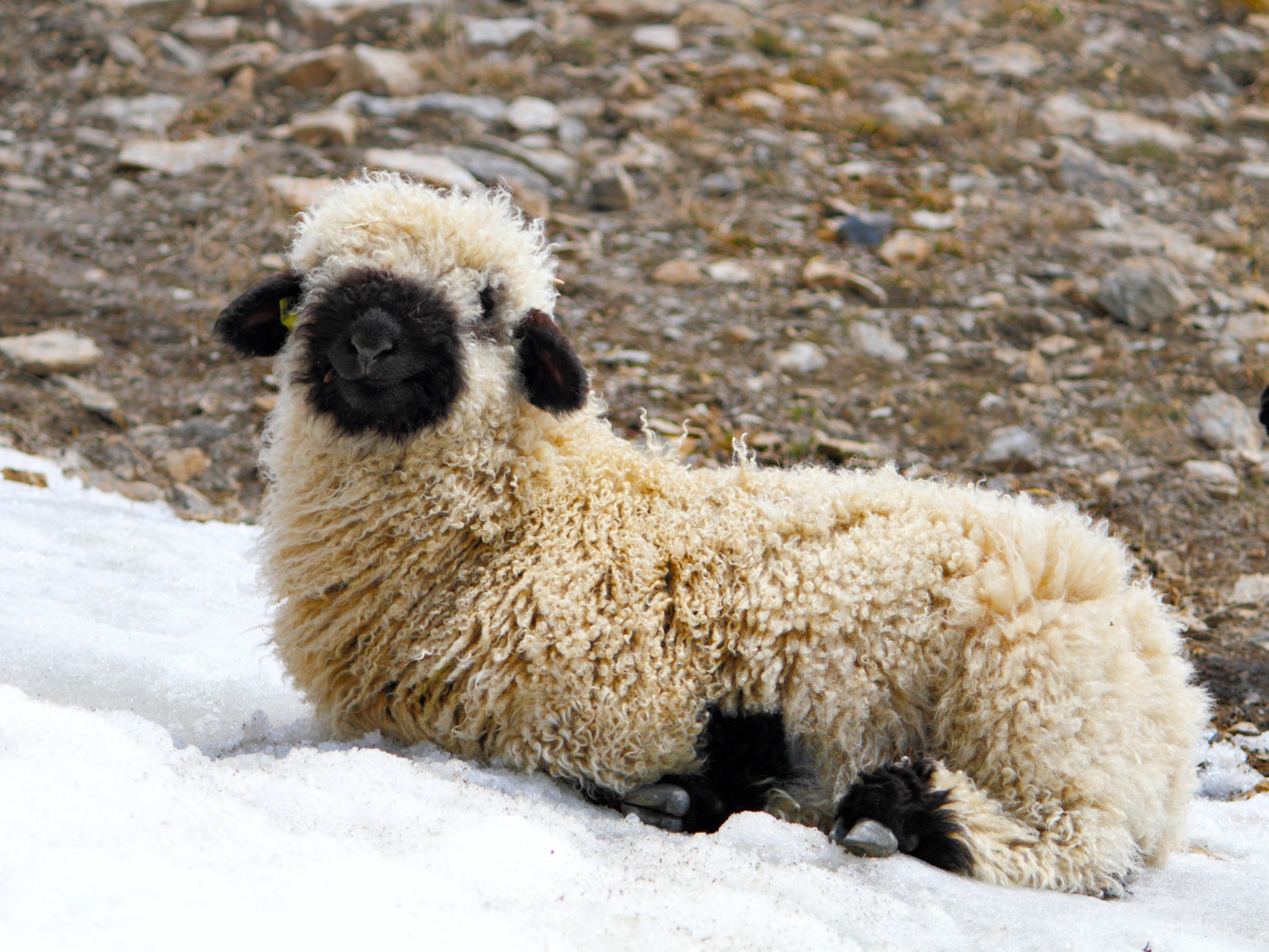 Valais Blacknose Sheep Look Like Stuffed Animals - Simplemost