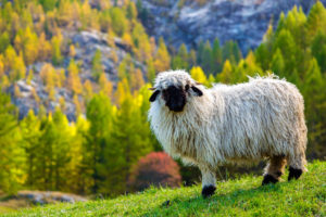Valais blacknose sheep in the Alps