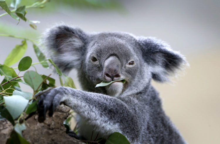 koalas australia photo