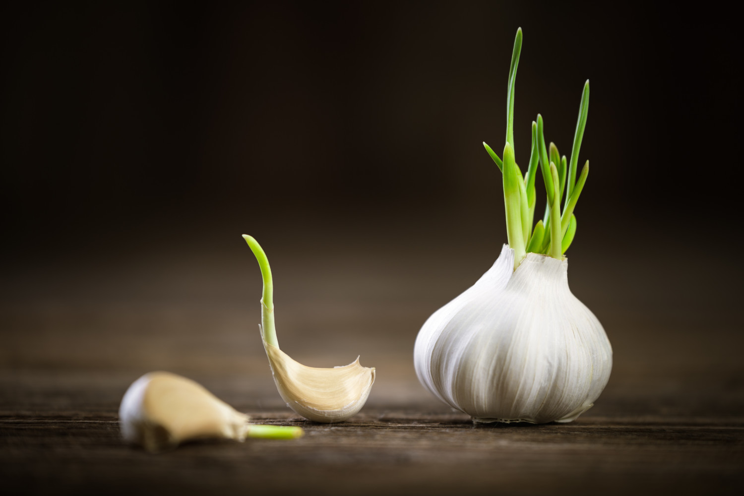 Garlic sprouting