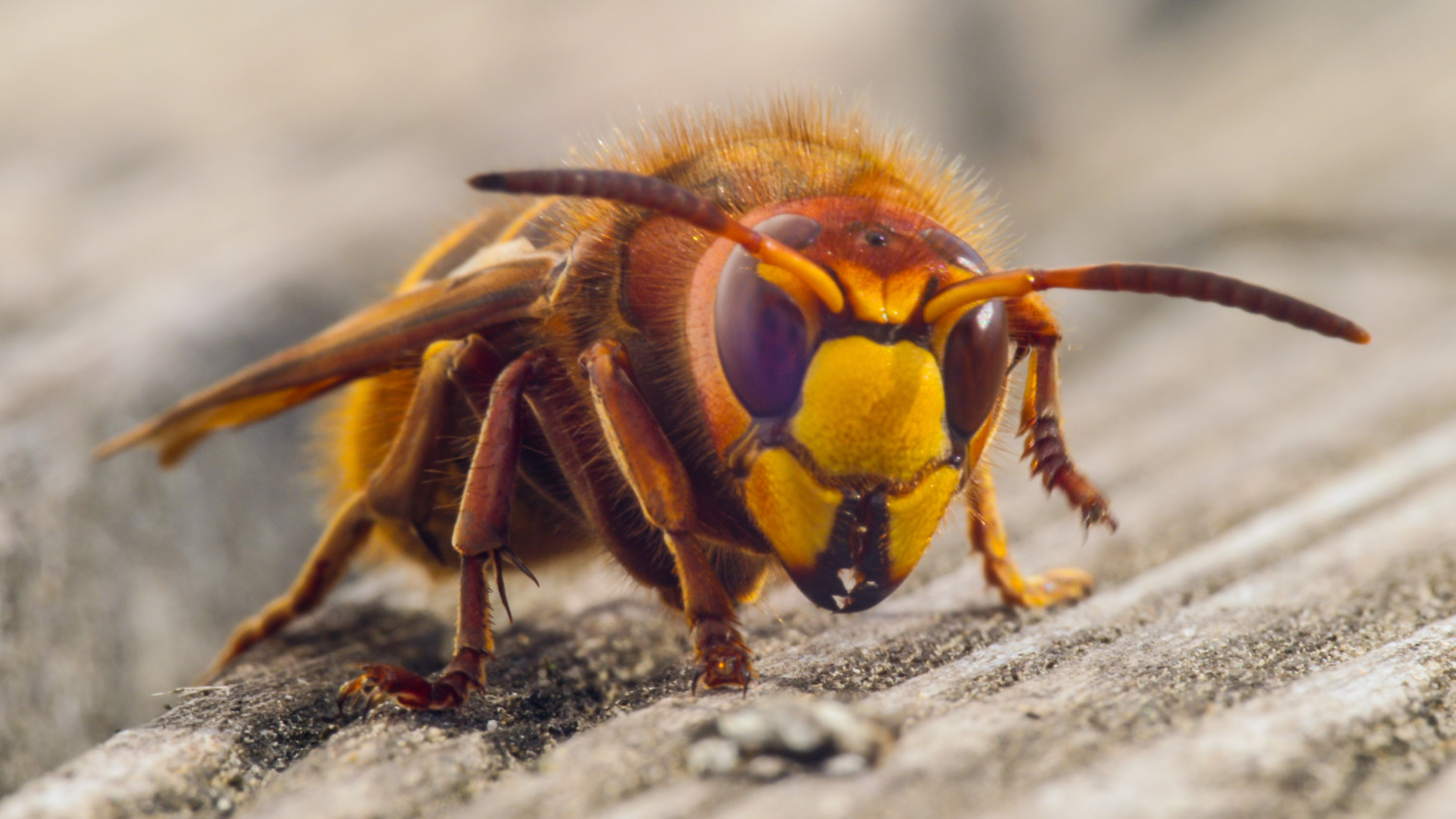 hornet close up details of fear-inducing insect
