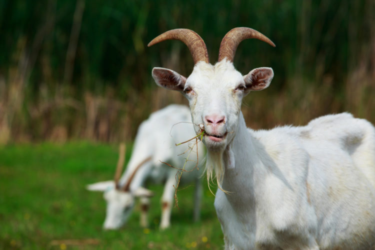 Two white goats stand in the meadow