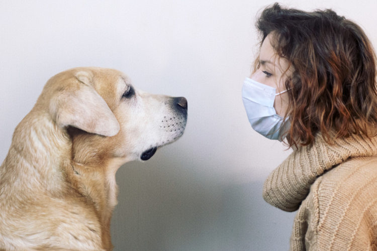 Canine detectors to be finally tested and trained to recognize Corona Virus in the UK