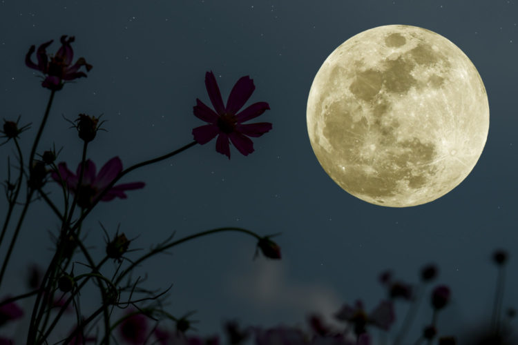 Get set for the flower moon, the last supermoon of the year