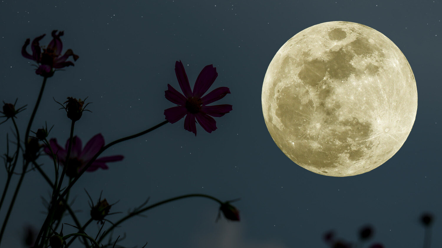 Full moon with flowers in background