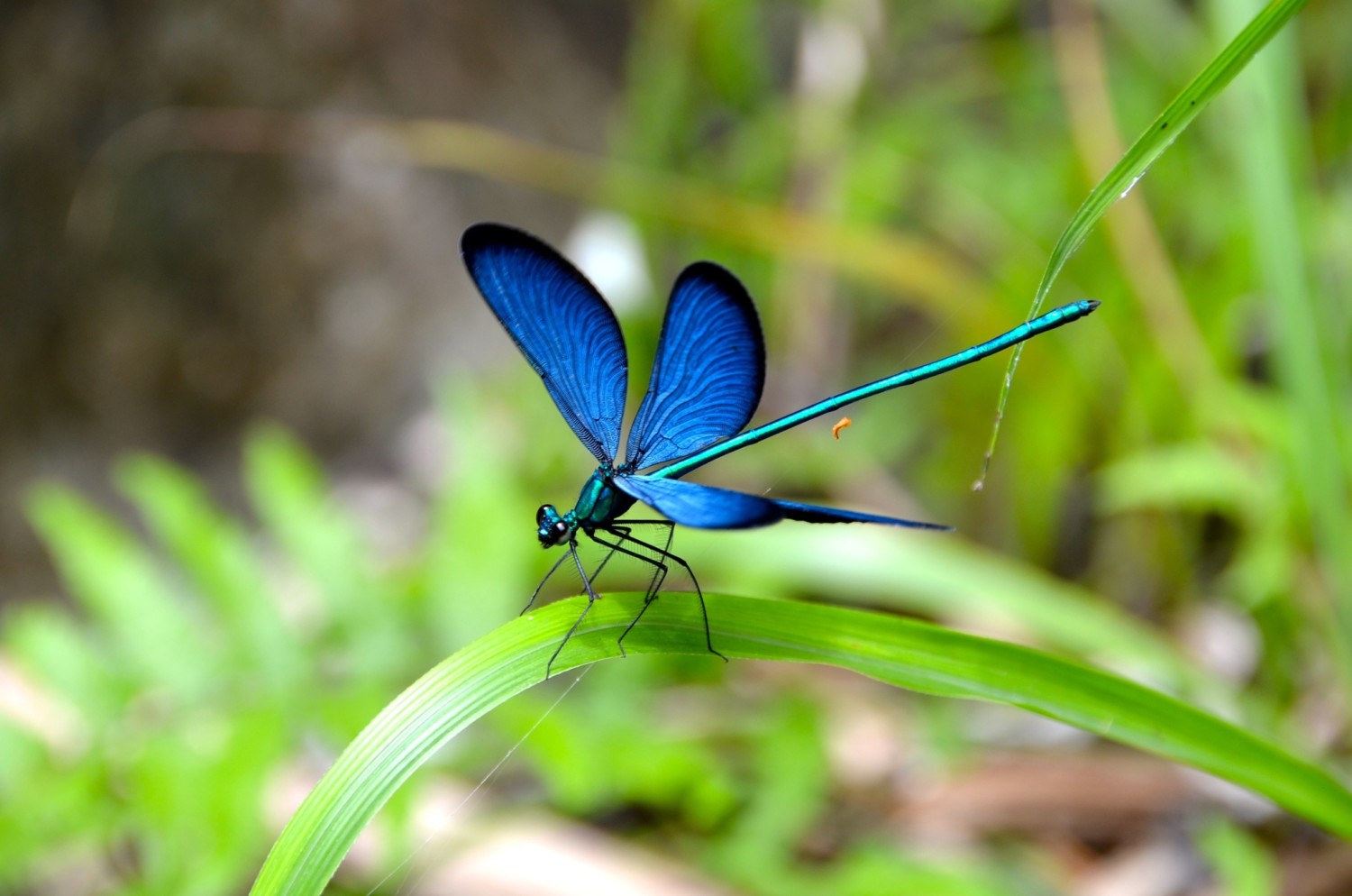 Sapphire dragonfly rests on a plant