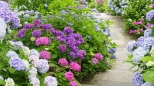Hydrangeas in bloom in a variety of colors