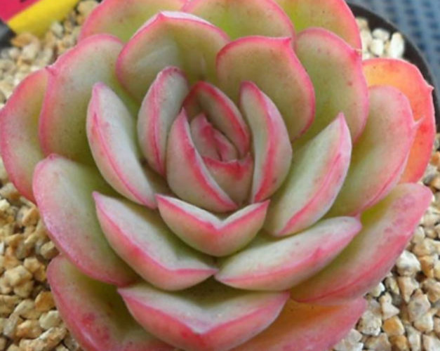 'Strawberry Ice' succulents are a beautiful addition to your indoor garden