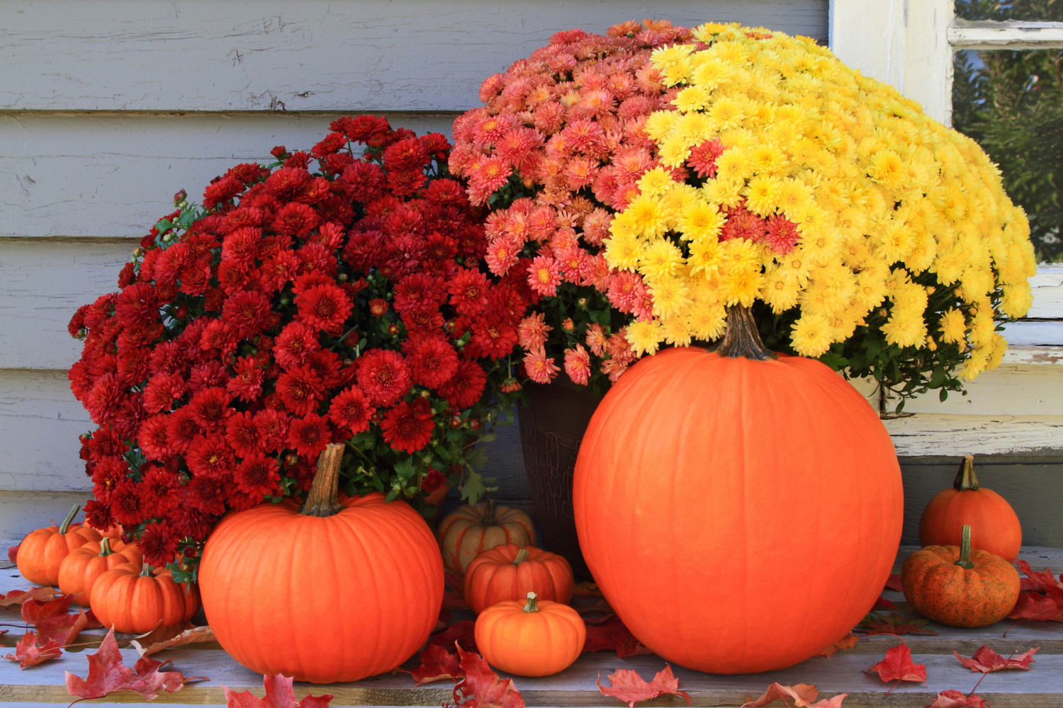 Fall mums with pumpkins on porch