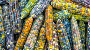 Glass gem corn ears with colorful kernels